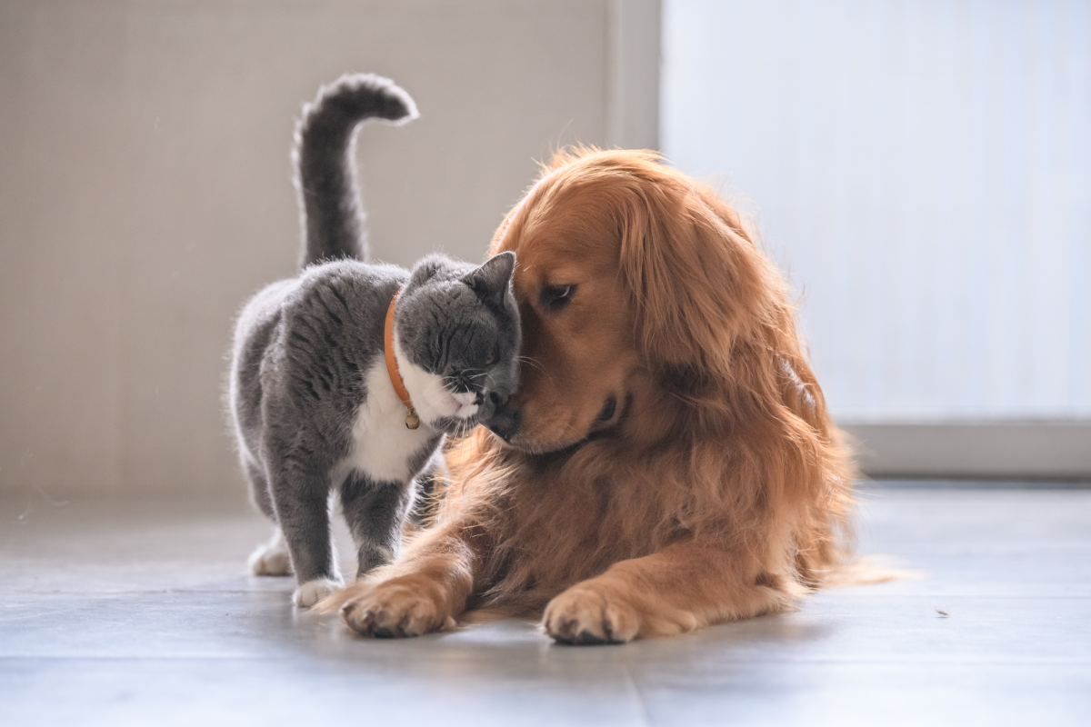 Built for Pets. Approved by Play.